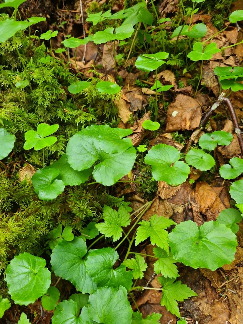Viola kusnezowiana photo 3