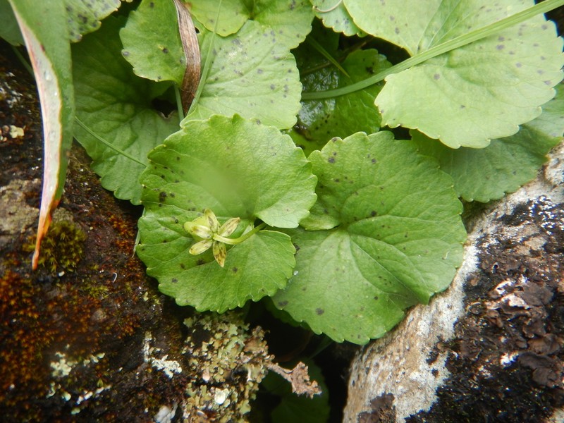 Viola kusnezowiana photo 4