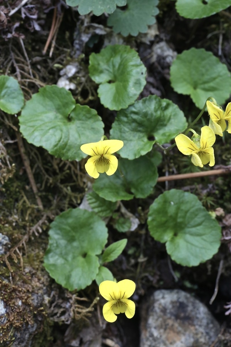 Viola kusnezowiana photo 5