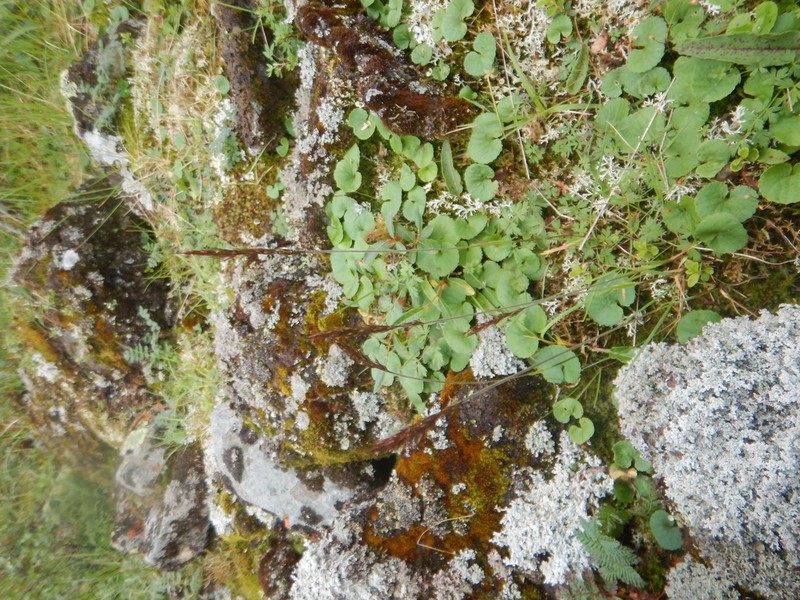 Viola kusnezowiana photo 6