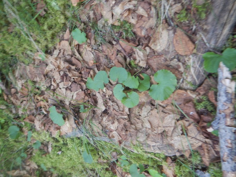 Viola kusnezowiana photo 7