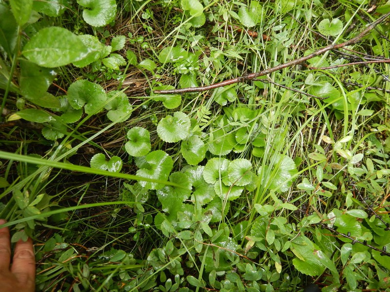 Viola kusnezowiana photo 8