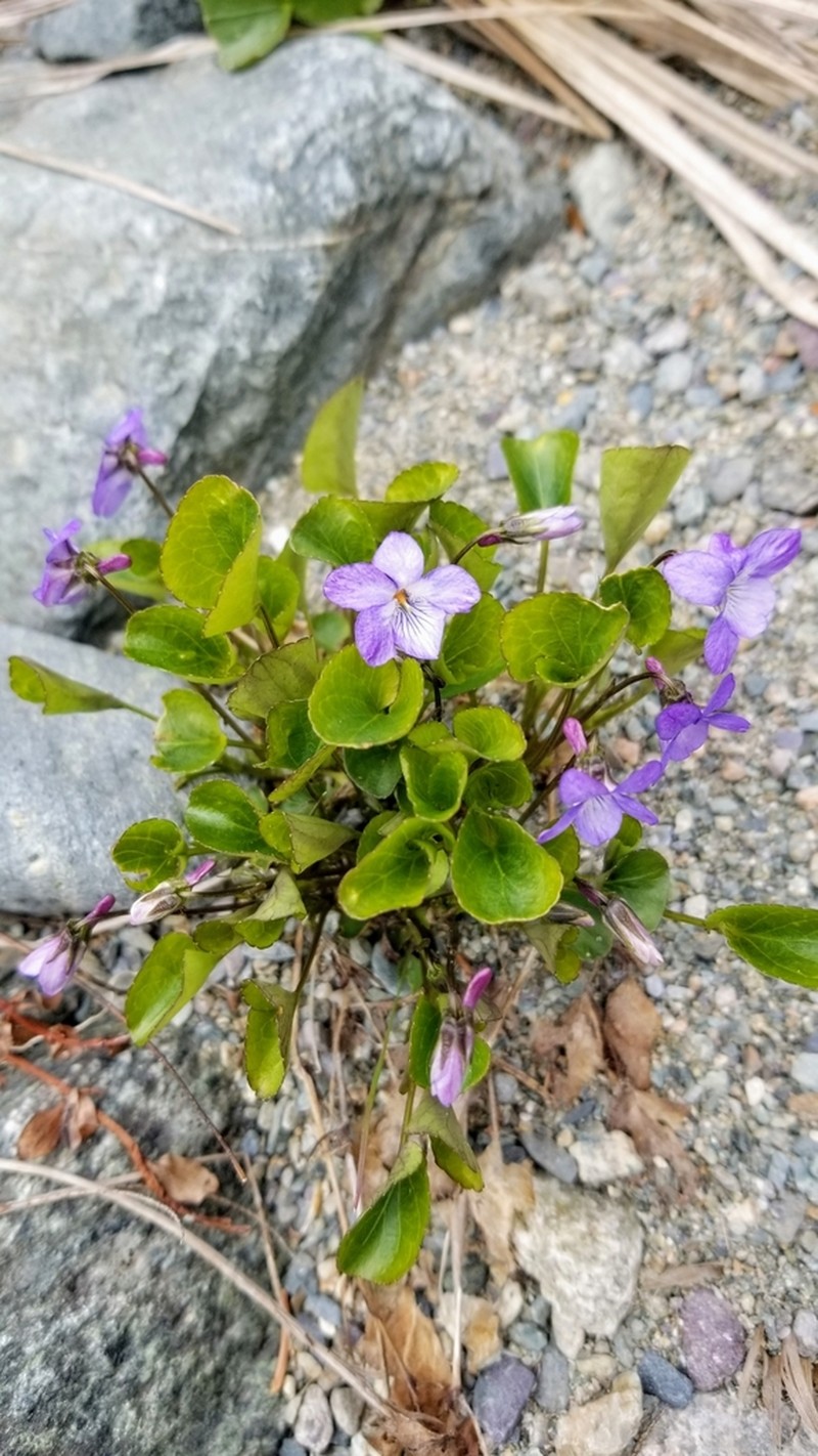 hybrid violet photo 4
