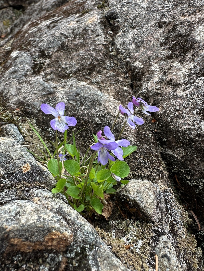 hybrid violet photo 7
