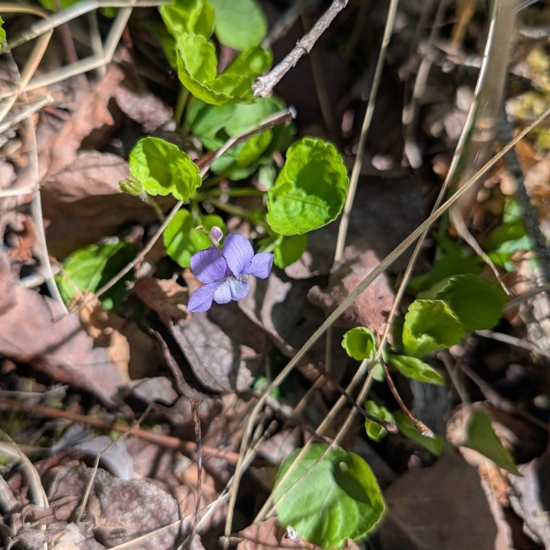 Alpine Violet photo 5