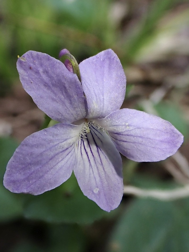 Alpine Violet photo 6