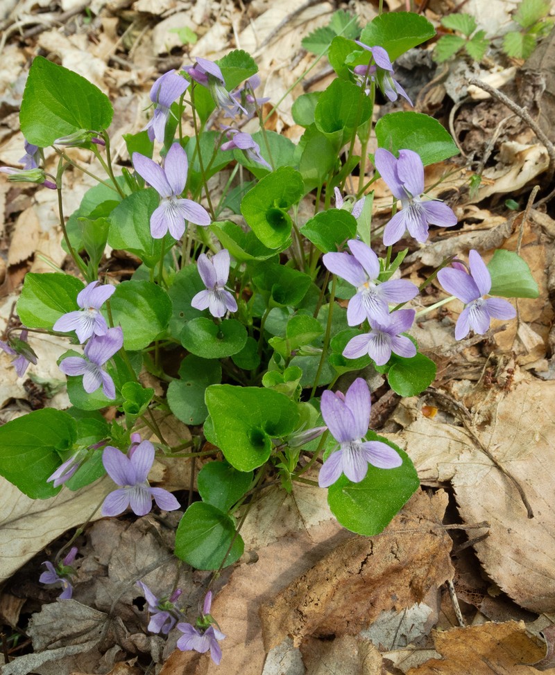 Alpine Violet photo 8