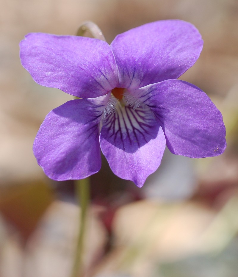 Alpine Violet photo 2
