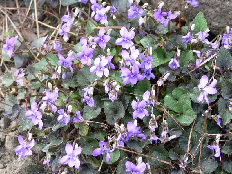 Alpine Violet photo 3