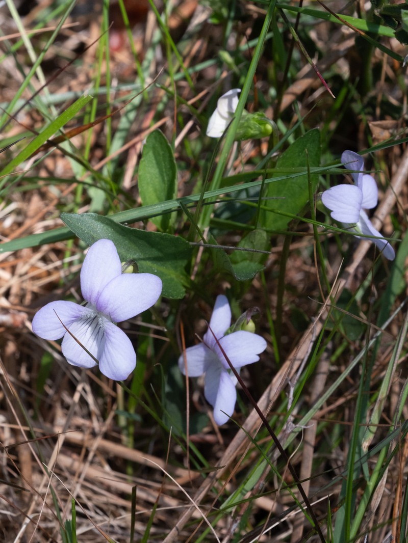 Viola lactea photo 2