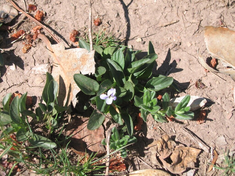 Viola lactea photo 3