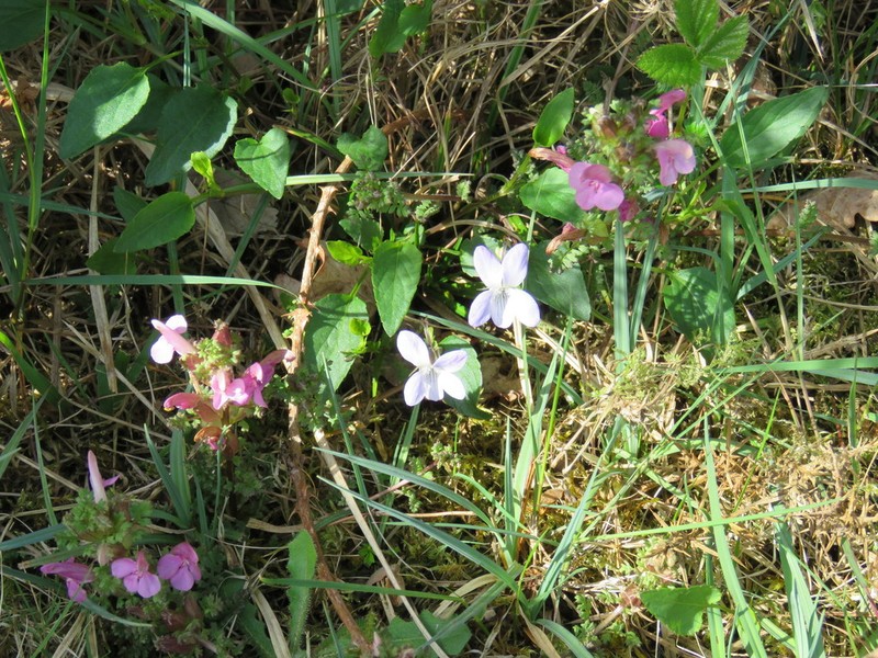 Viola lactea photo 4