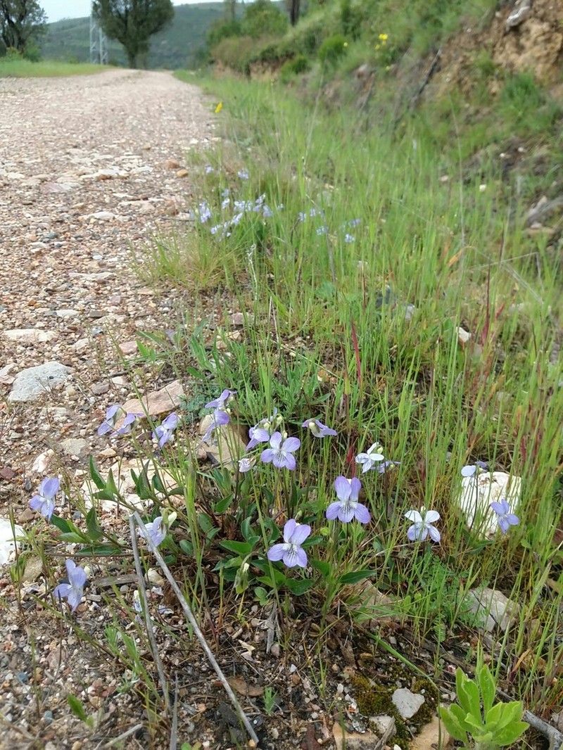 Viola lactea photo 5