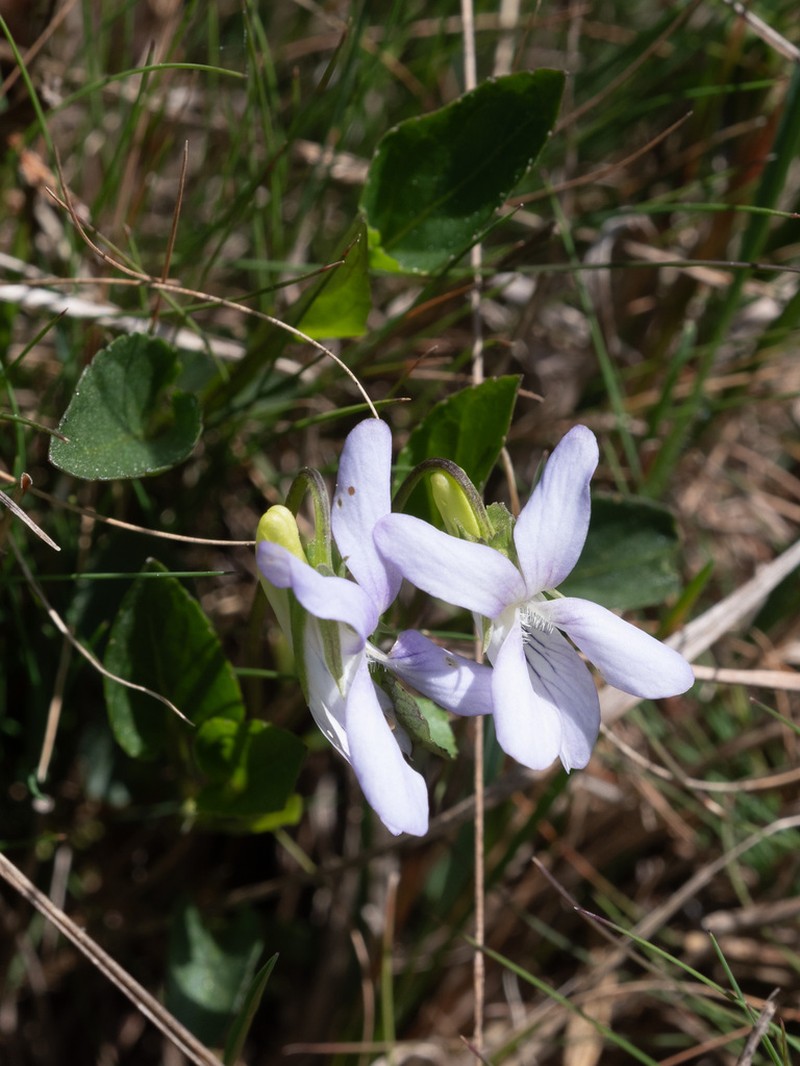 Viola lactea photo 6