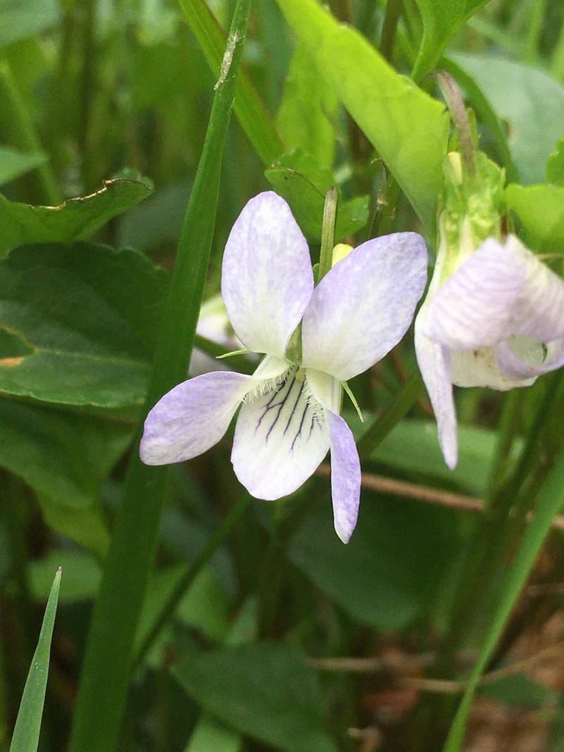 Viola lactea photo 7