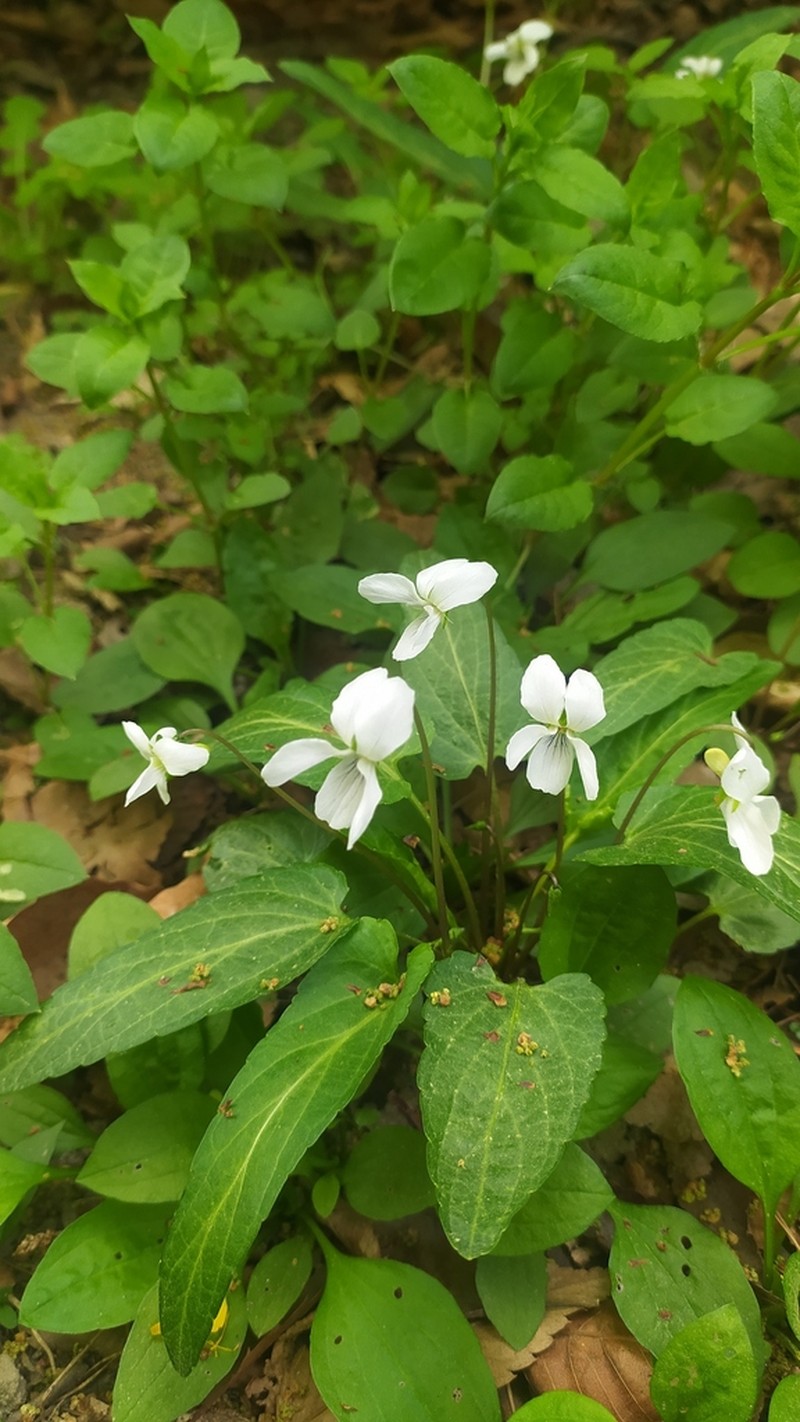 Viola lactiflora