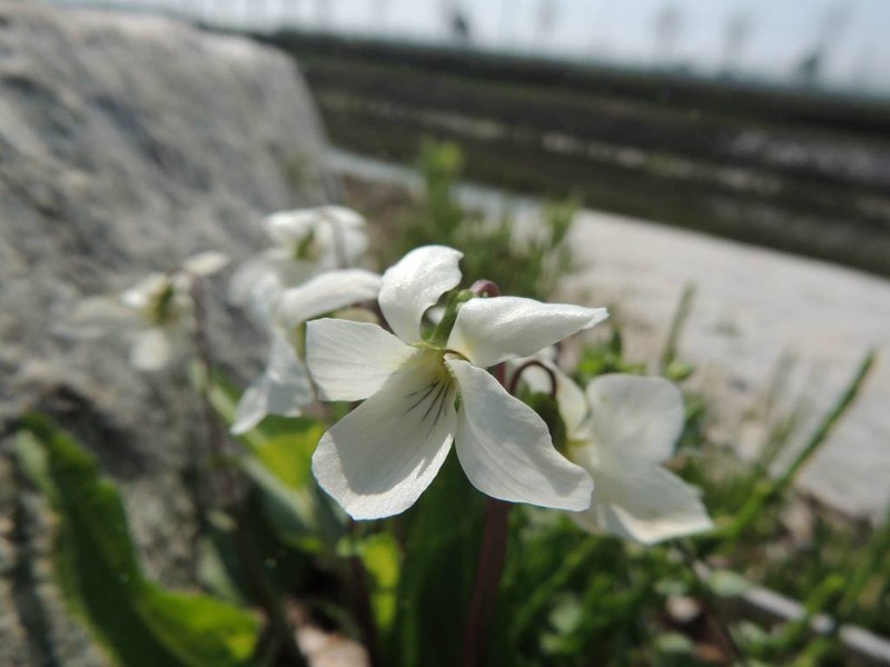Viola lactiflora photo 2
