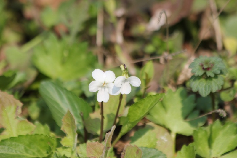 Viola lactiflora photo 3