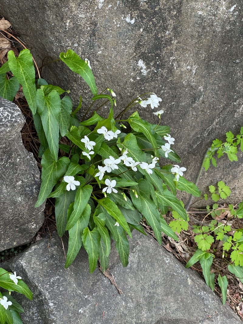 Viola lactiflora photo 4