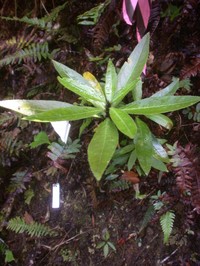 Hawai'I Violet