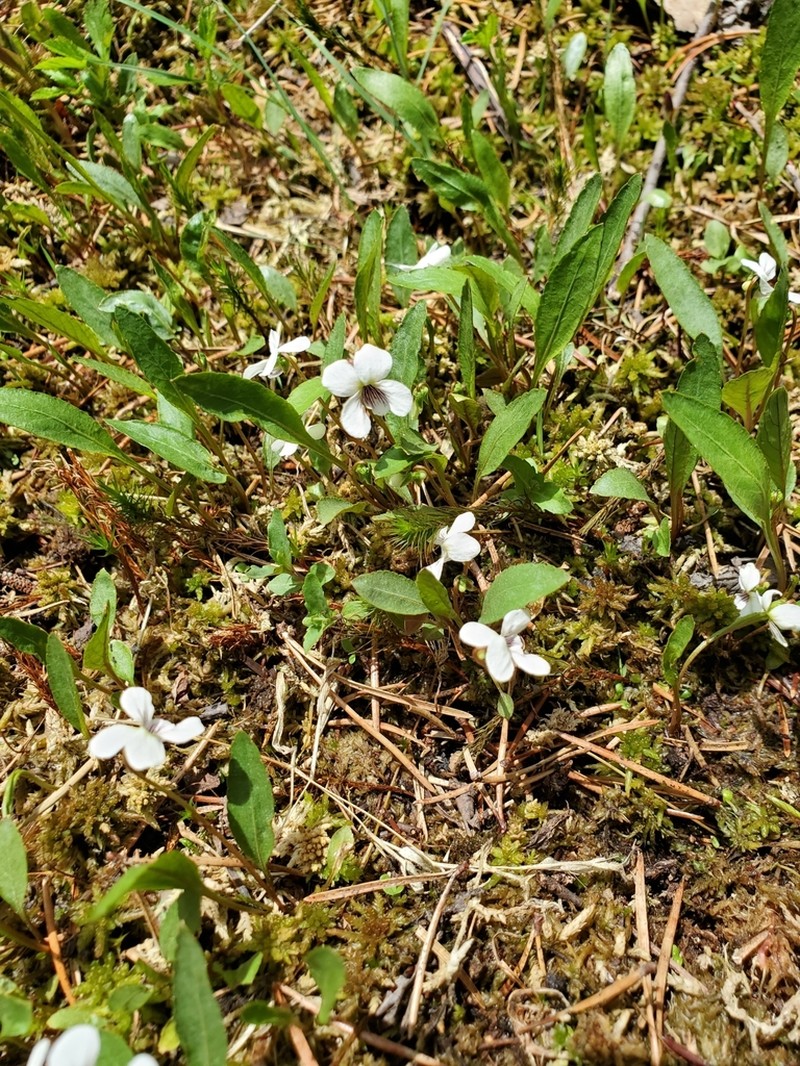 Bog White Violet photo 4