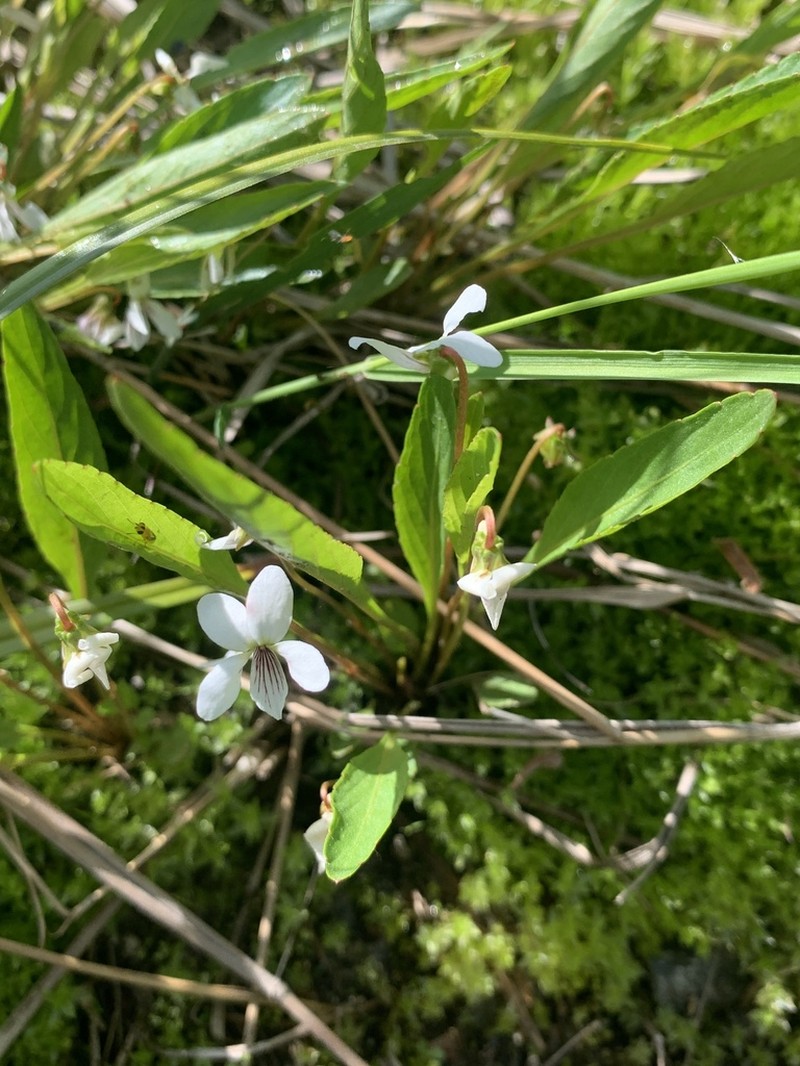 Bog White Violet photo 5