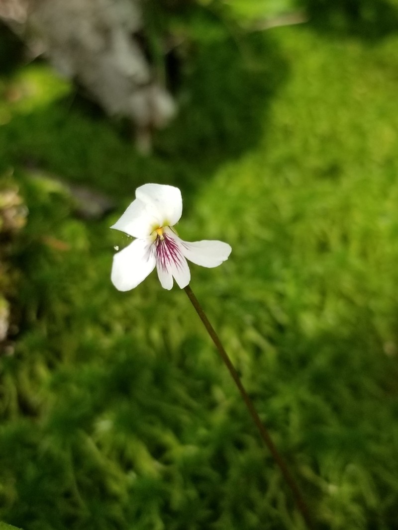Bog White Violet photo 7