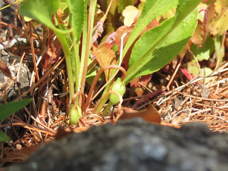 Bog White Violet photo 5
