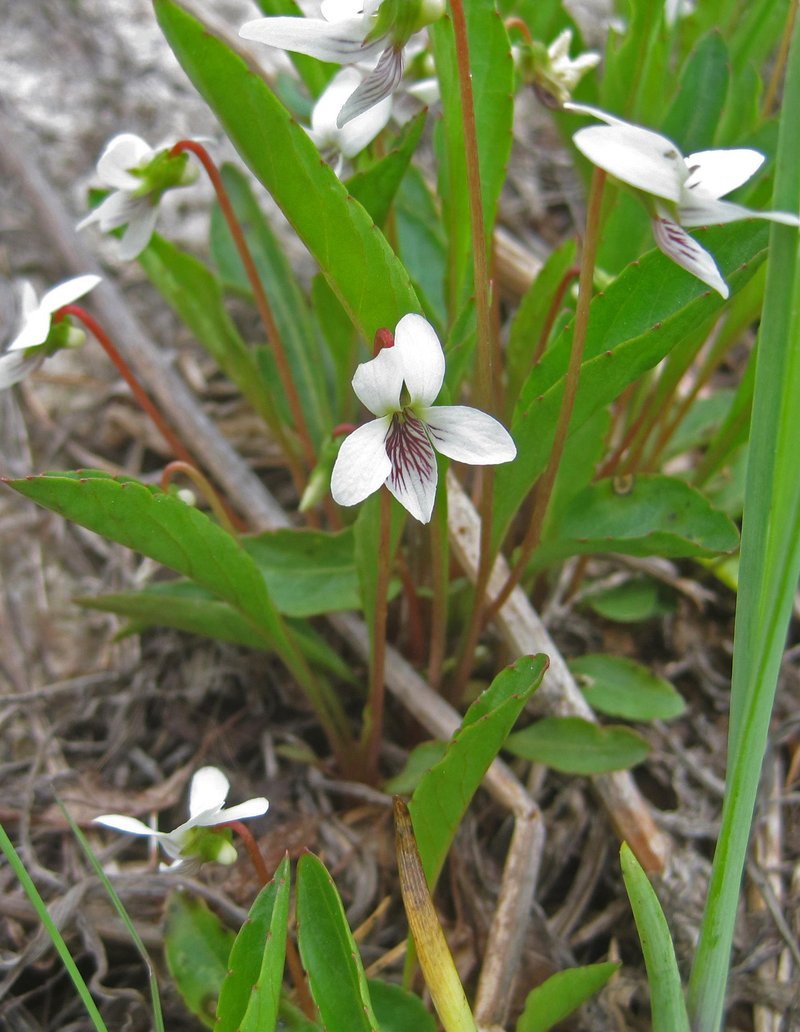Bog White Violet photo 6