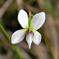 Bog White Violet