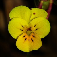 Viola langeana