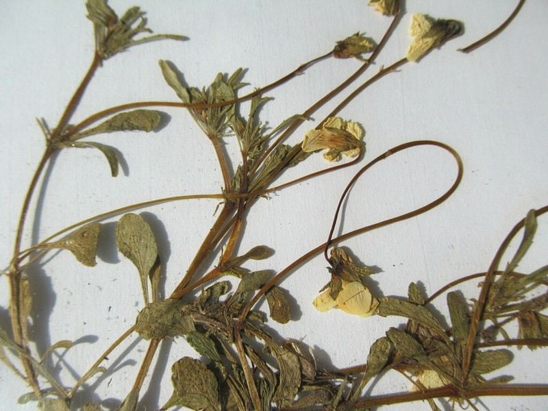 Viola langeana photo 2