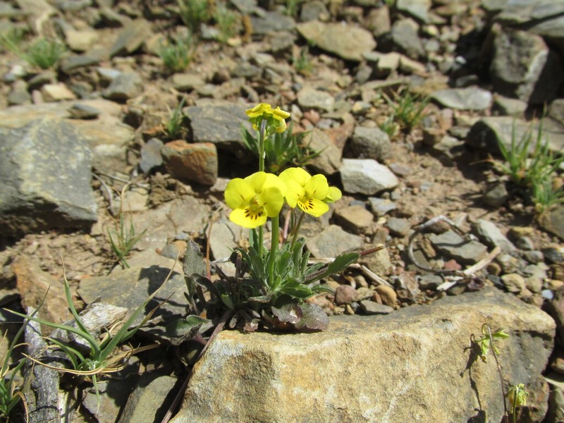 Viola langeana photo 3