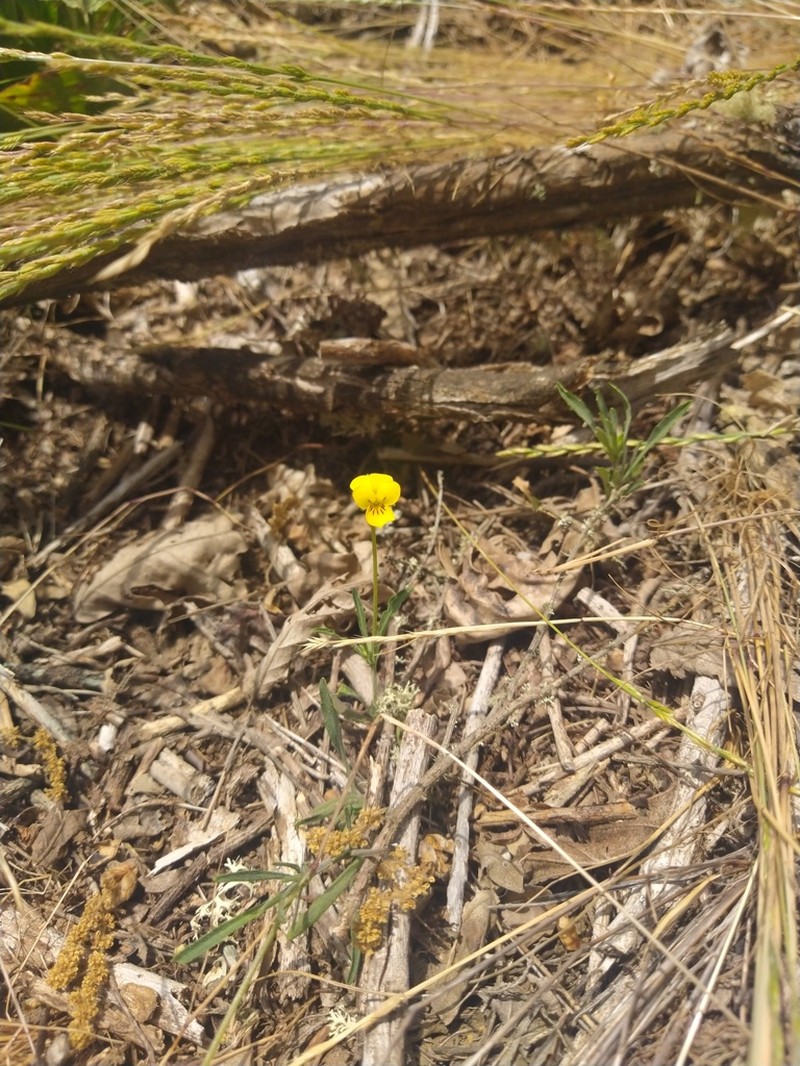 Viola langeana photo 4