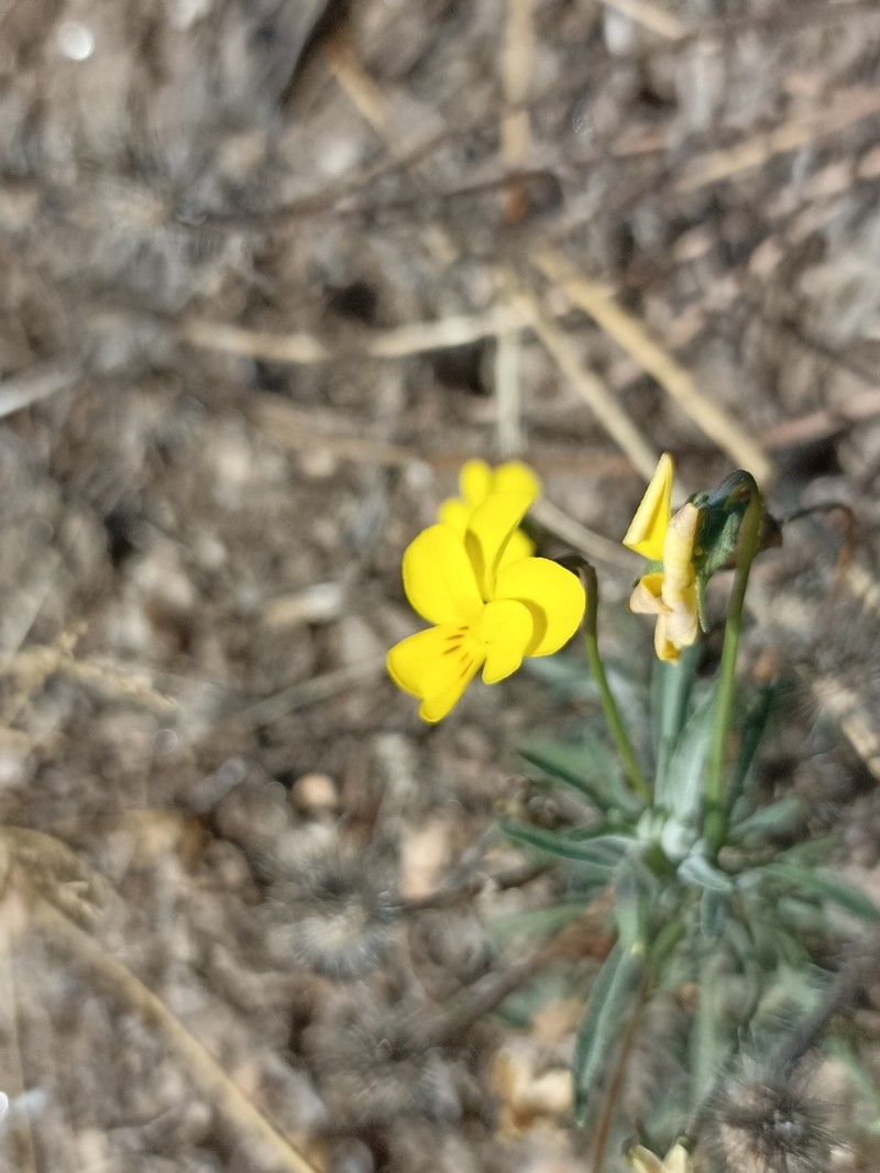 Viola langeana photo 5