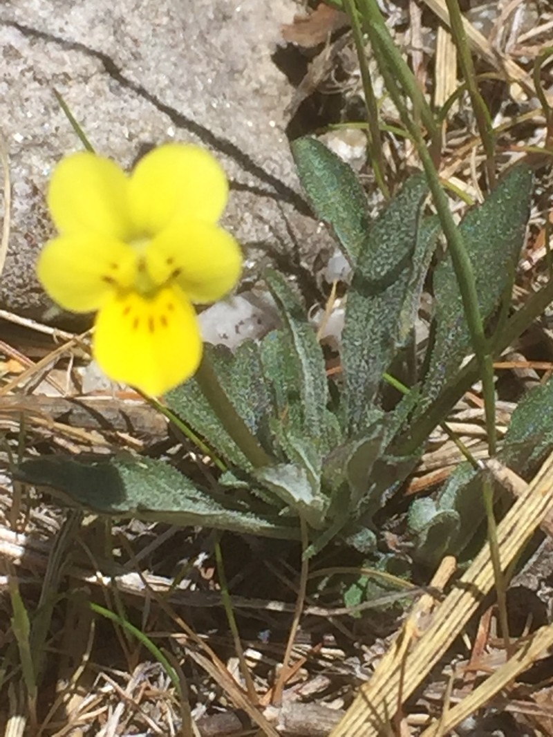 Viola langeana photo 7