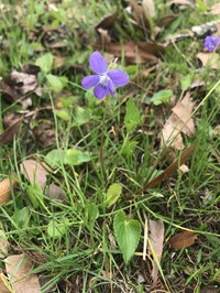Langlois' Violet