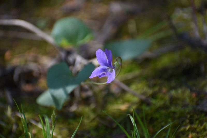 Langlois' Violet photo 2