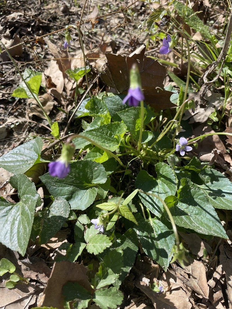 Langlois' Violet photo 3