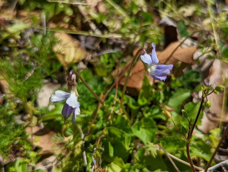Langlois' Violet photo 4