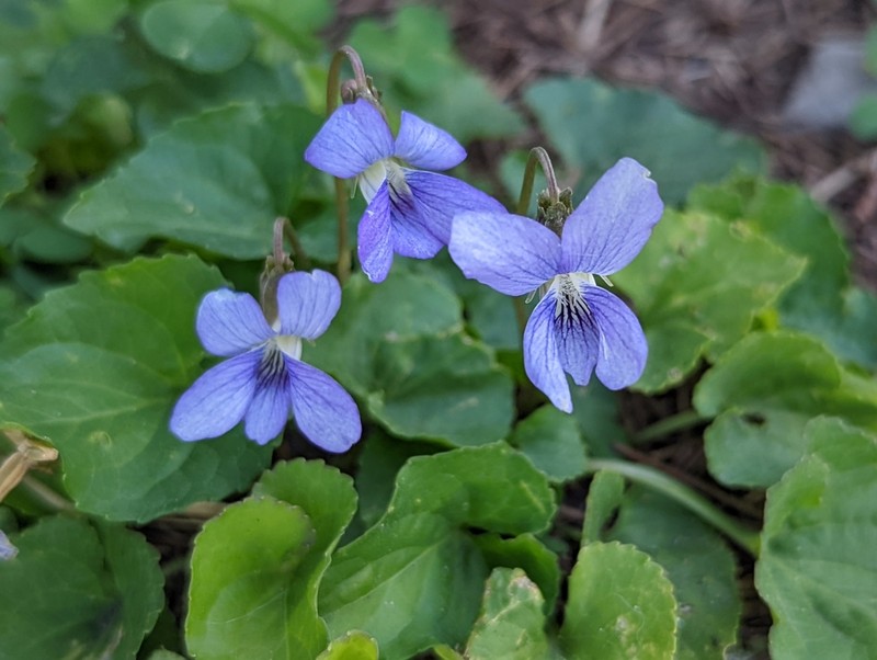 Langlois' Violet photo 5