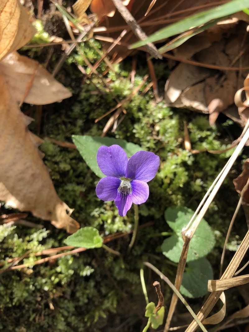 Langlois' Violet photo 6