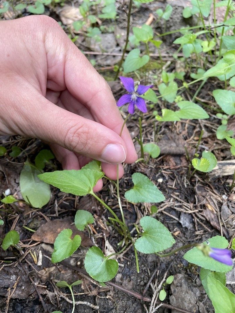 Langlois' Violet photo 7