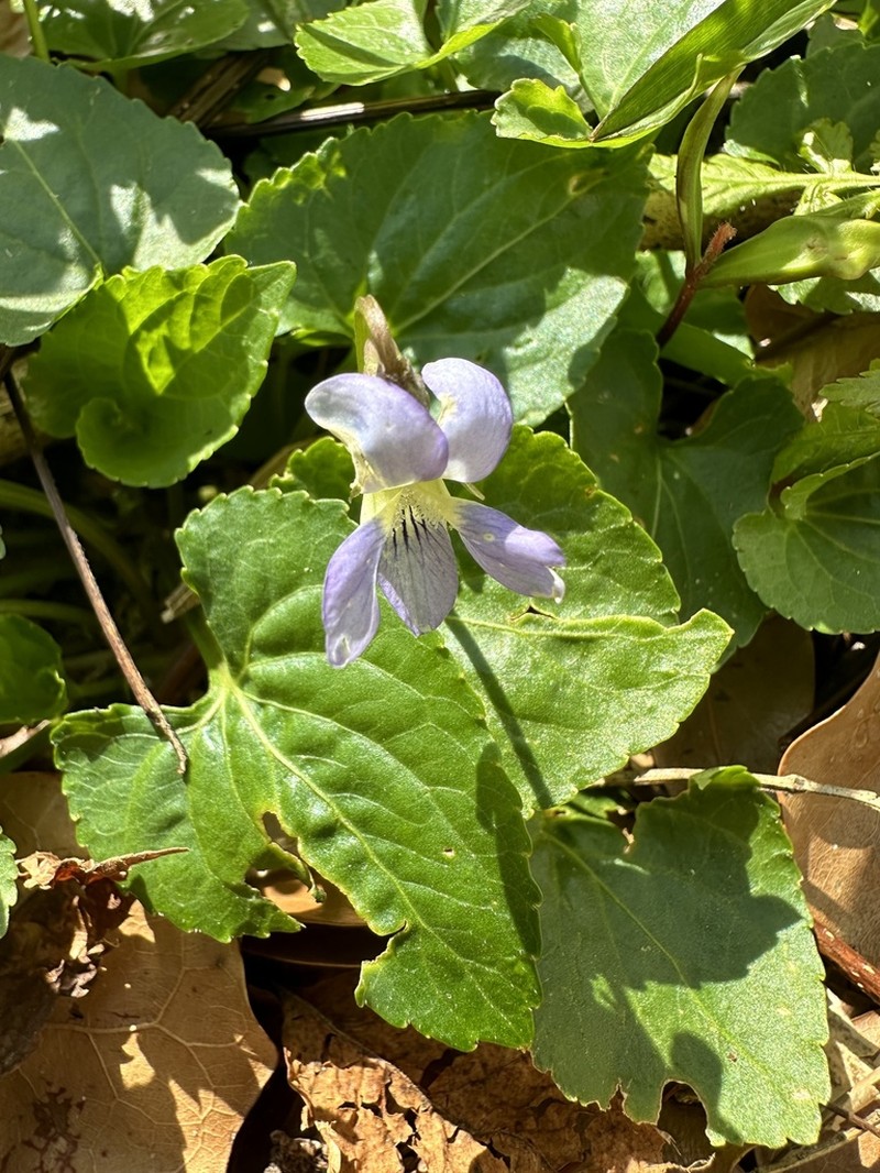 Langlois' Violet photo 8