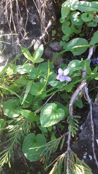 Aleutian Violet
