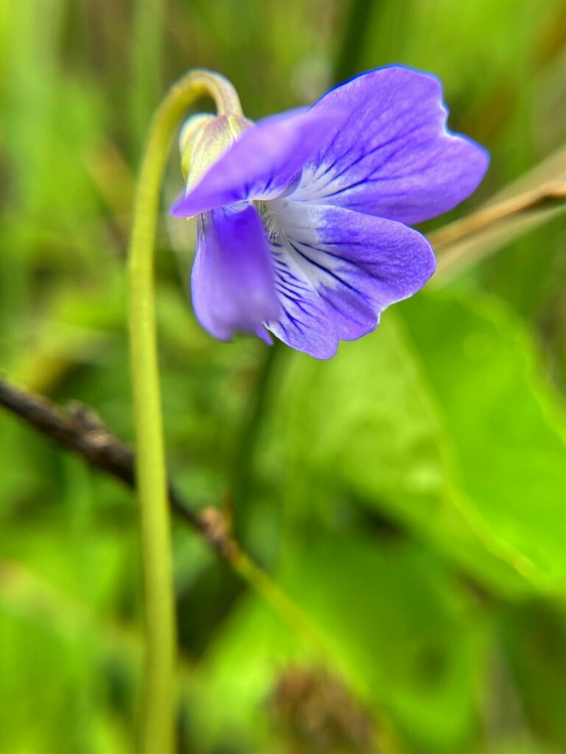 Aleutian Violet photo 2