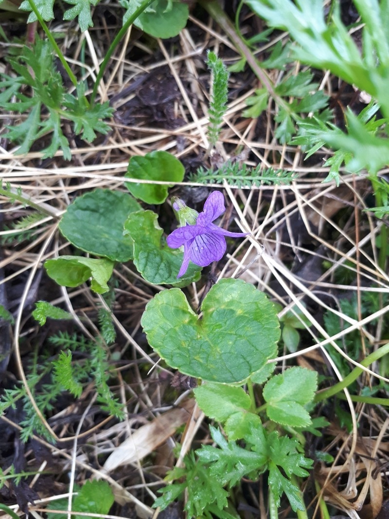 Aleutian Violet photo 3