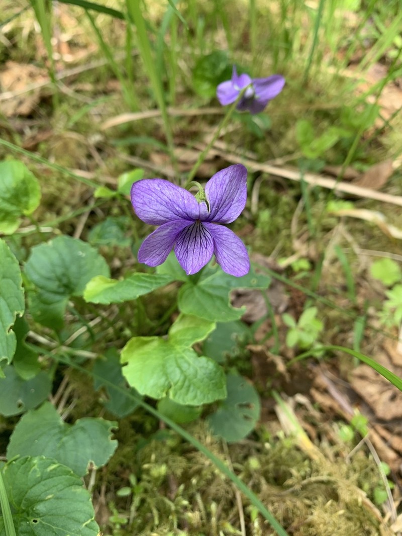 Aleutian Violet photo 4