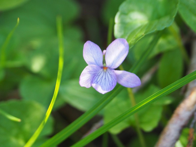 Aleutian Violet photo 5