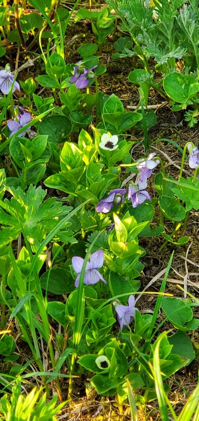 Aleutian Violet photo 6